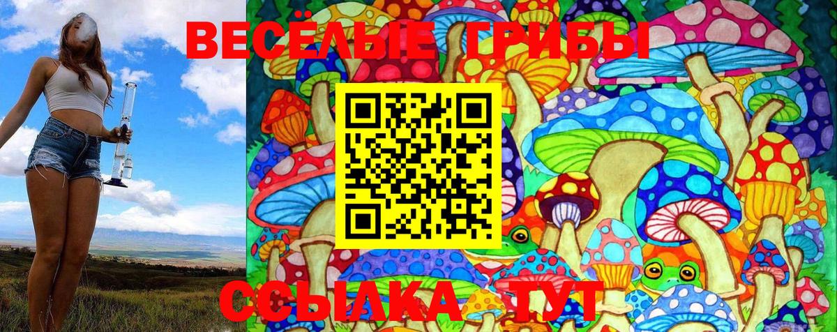 Псилоцибиновые грибы Psilocybine cubensis Лесной